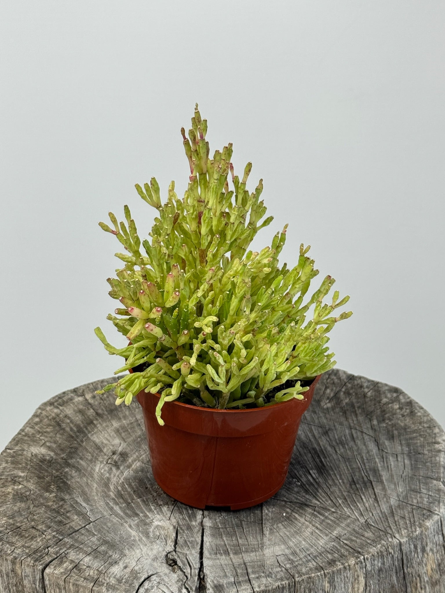 drunkard's dream succulent Hatiora salicornioides- Drunkard’s Dream