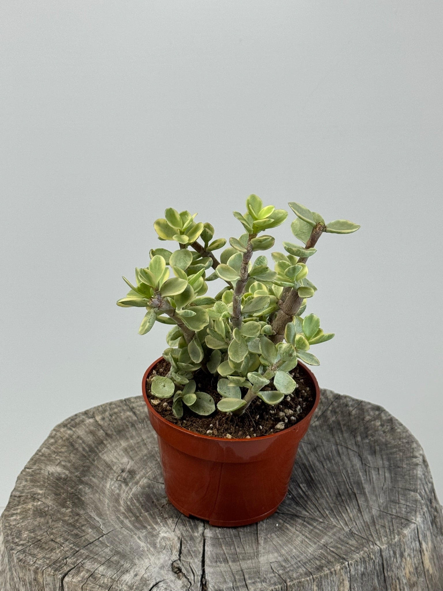 portulacaria succulent Elephant Bush Portulacaria afra ‘Variegata’