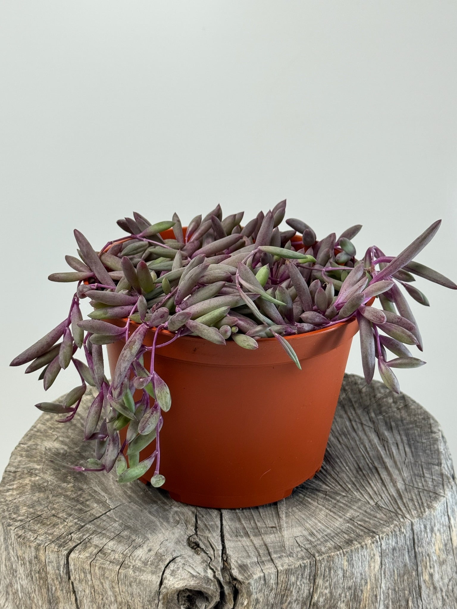 ruby necklace succulent plant Rubys Necklace