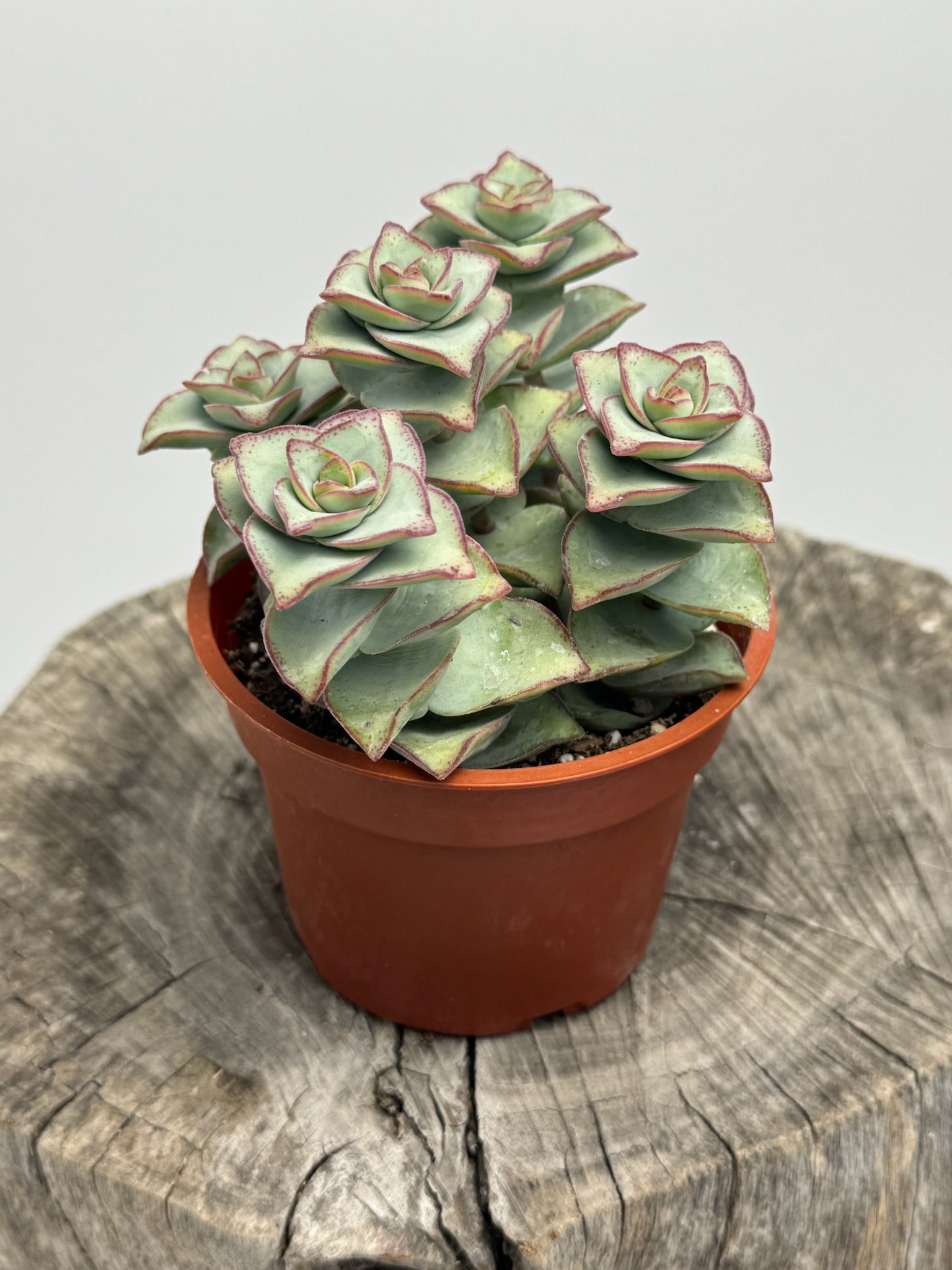 button succulent Crassula Perforata (String of Buttons)