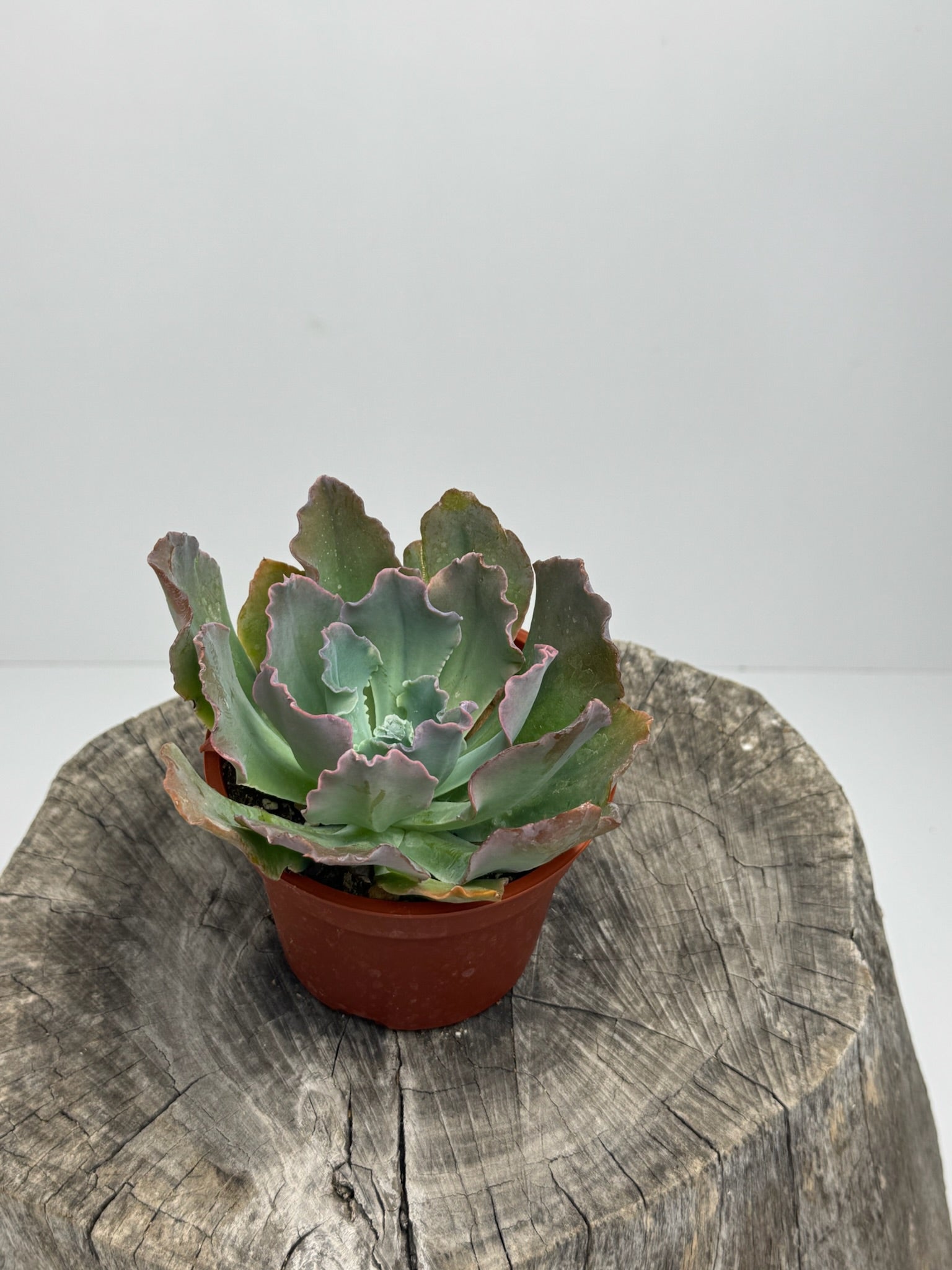 echeveria neon breaker succulent Echeveria Neon Breaker – Succly