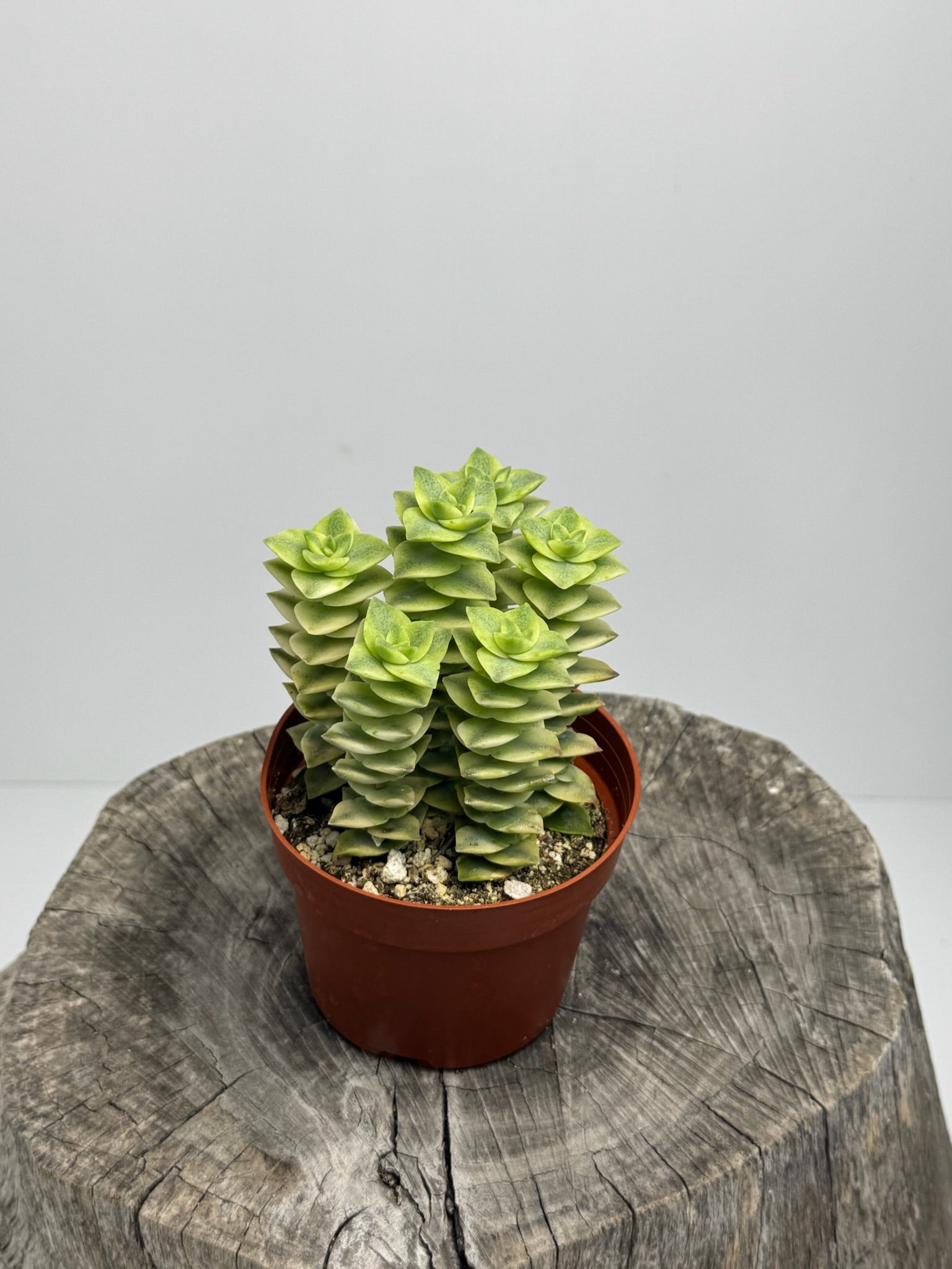 variegated string of buttons succulent Crassula Perforata (Variegated String of Buttons)