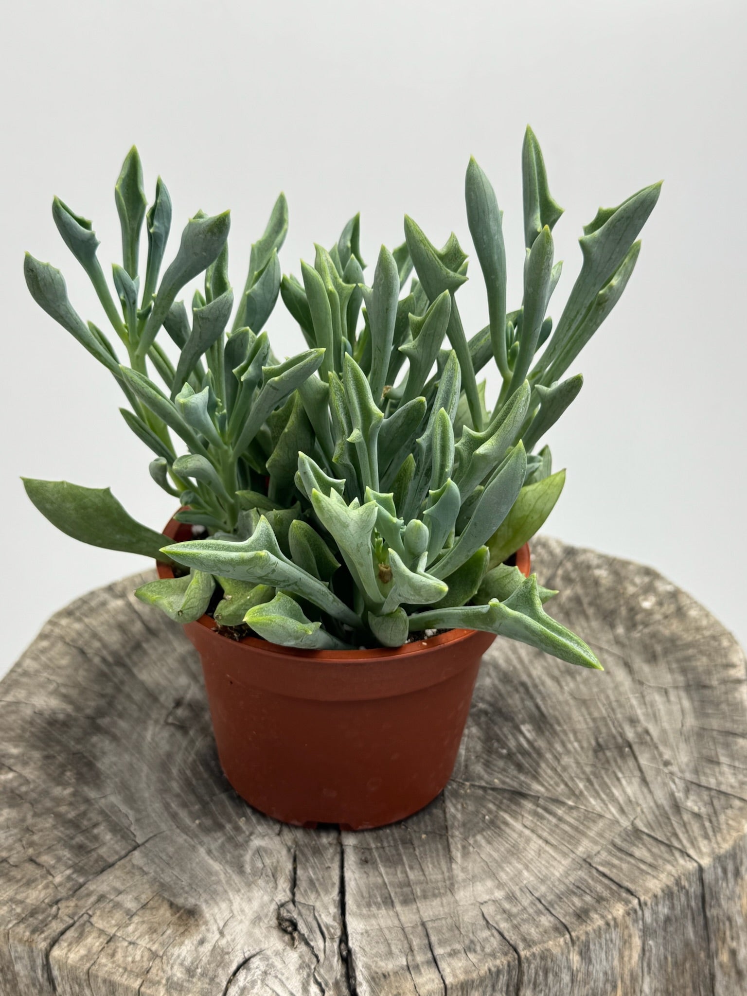 spear plant succulent Spear Head- Senecio Kleiniiformis