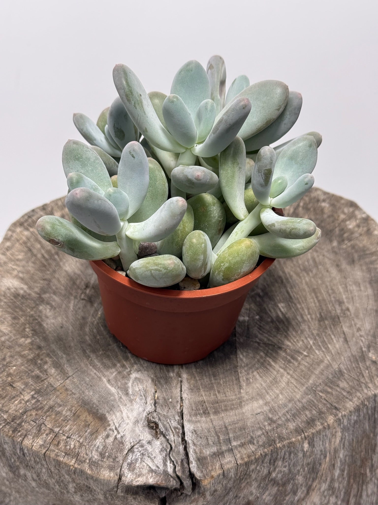moonstones succulent Pachyphytum oviferum- Moonstones. – Succly