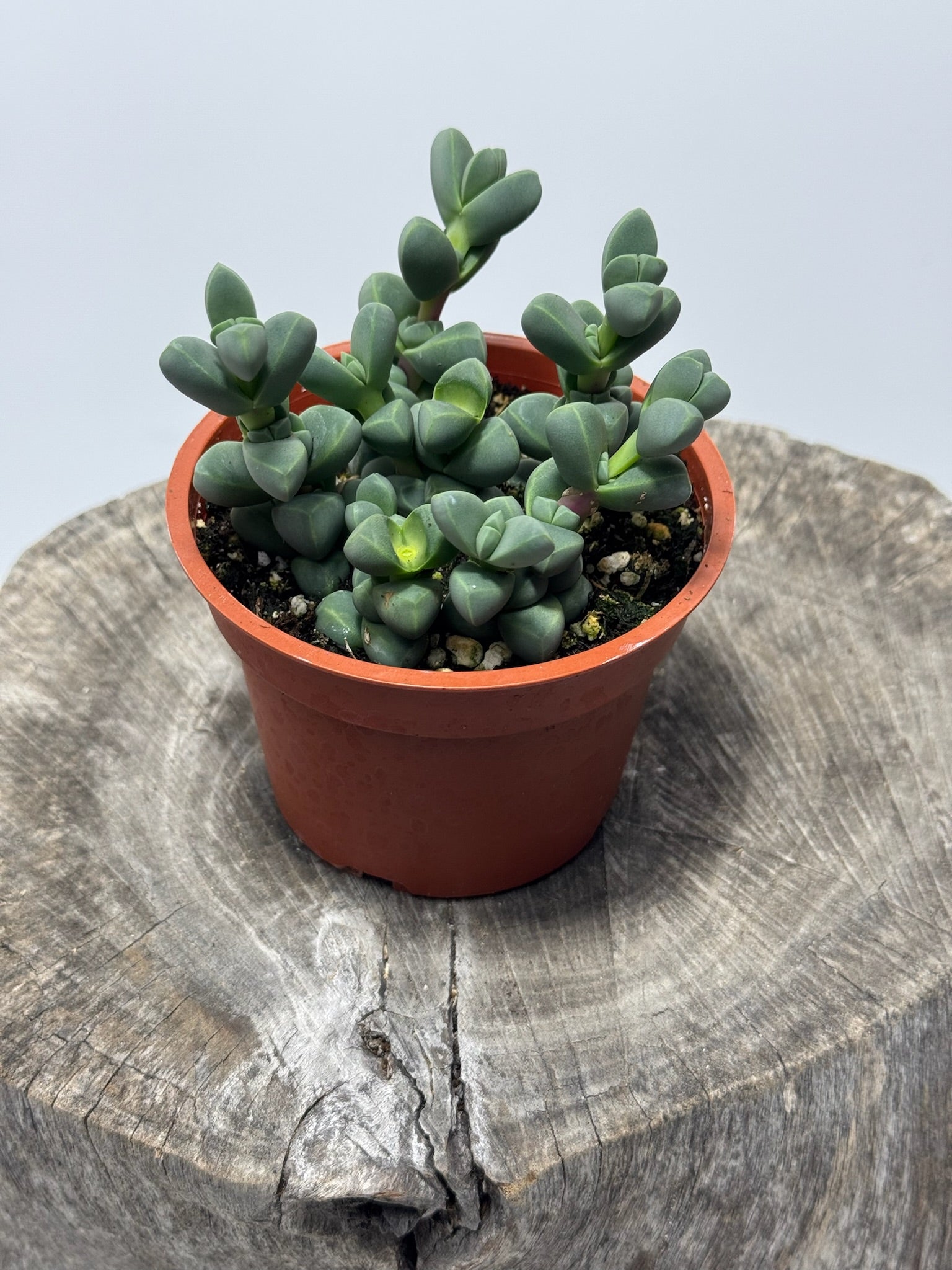 Corpuscularia lehmannii (Ice Plant) – Succly