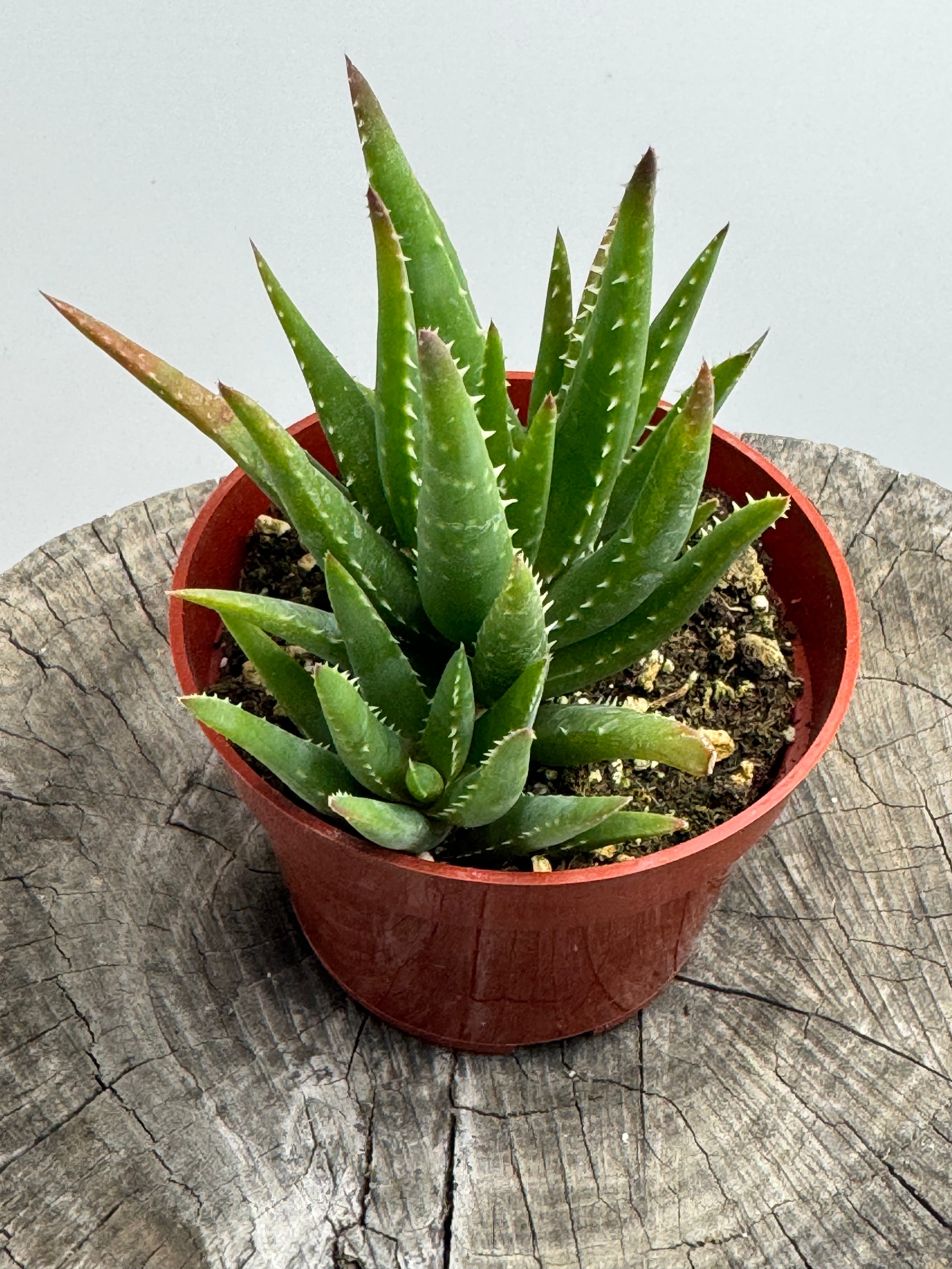 Aloe 'Crosby's Prolific' – Succly