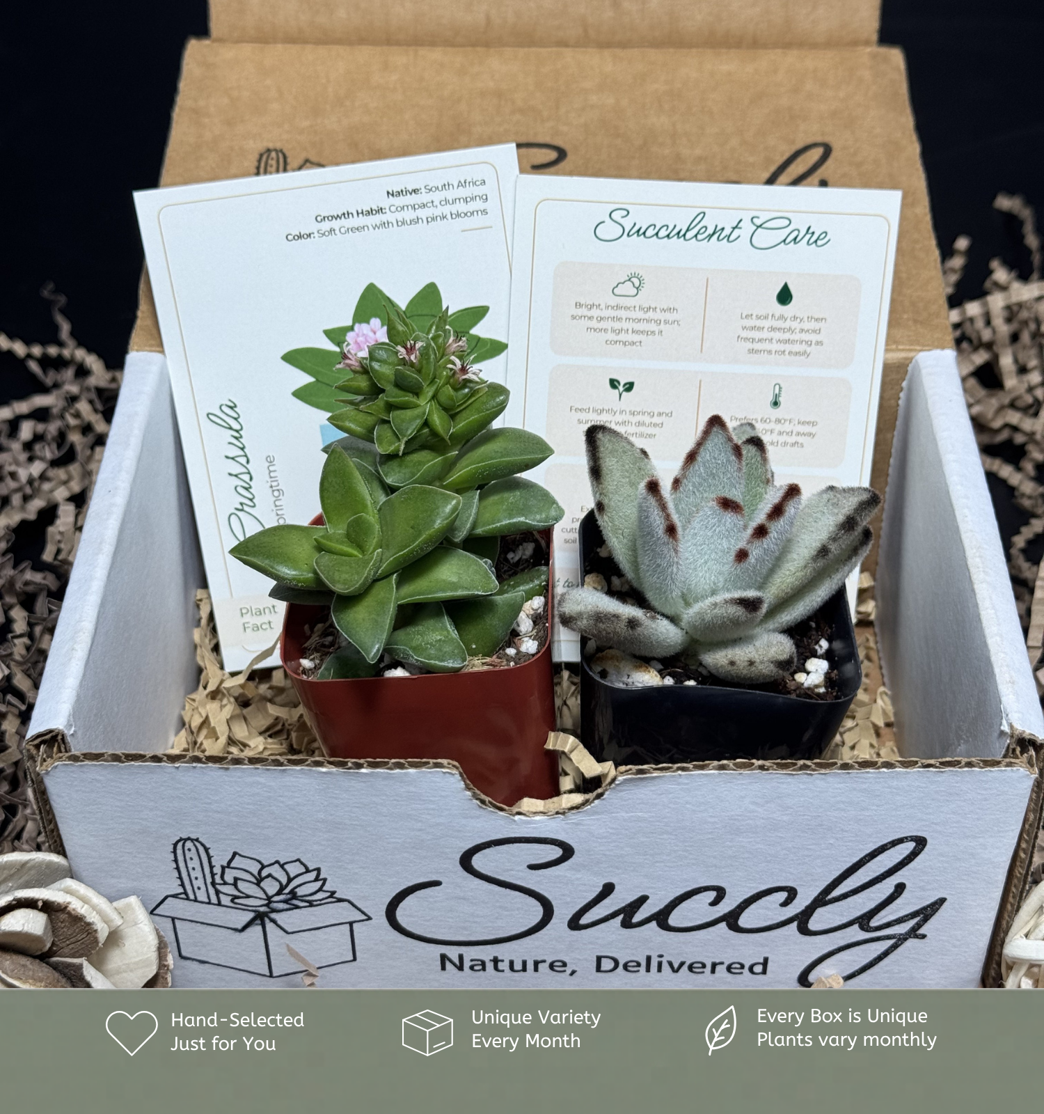 succulent gift box delivery Succly Subscription Box