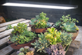 Grow Lights for Succulents: Everything You Need to Know