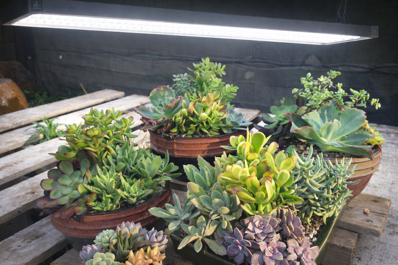 Grow Lights for Succulents: Everything You Need to Know