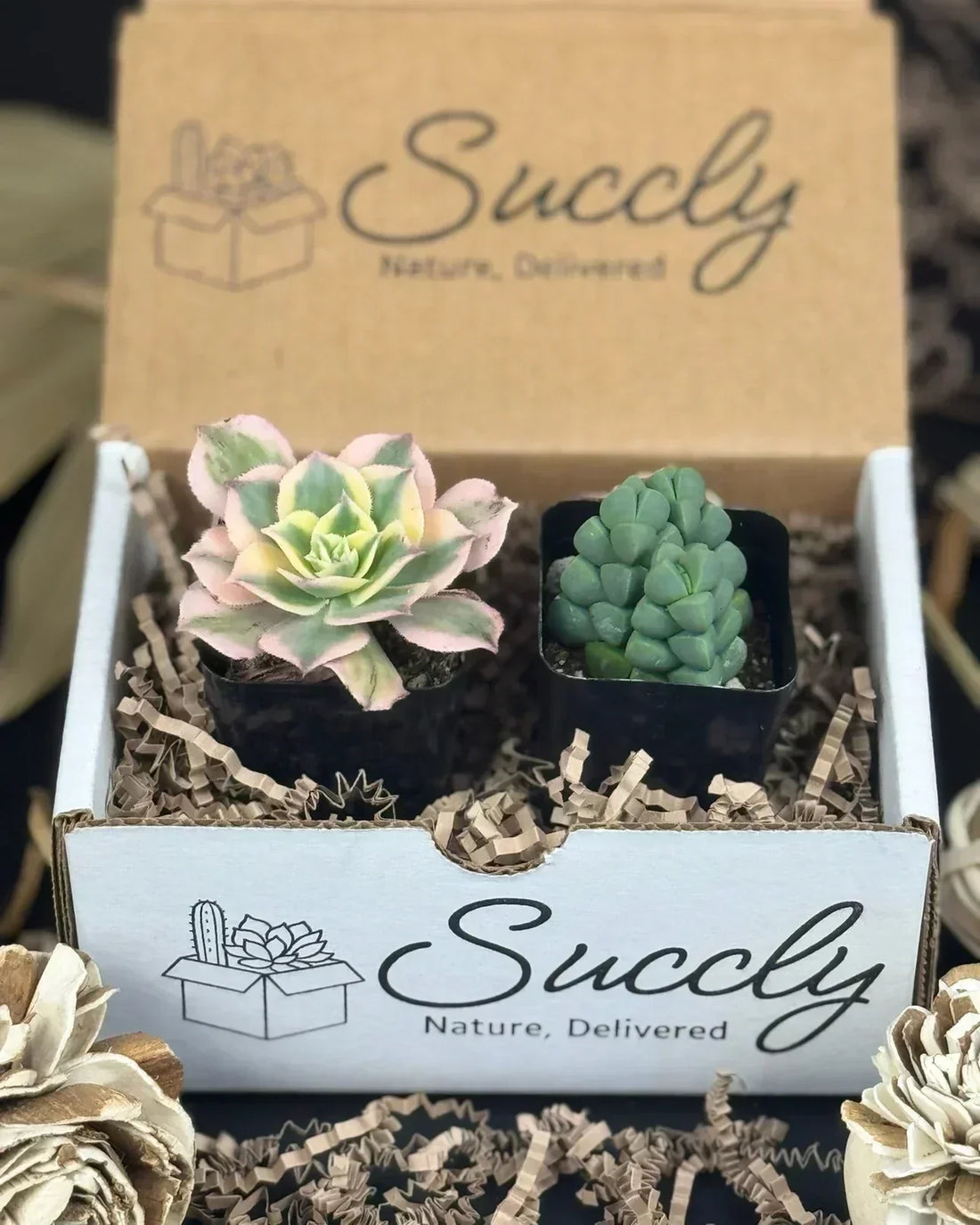 Your Succulent Has Arrived! Here’s Exactly What to Do Next