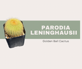 Parodia leninghausii care guide