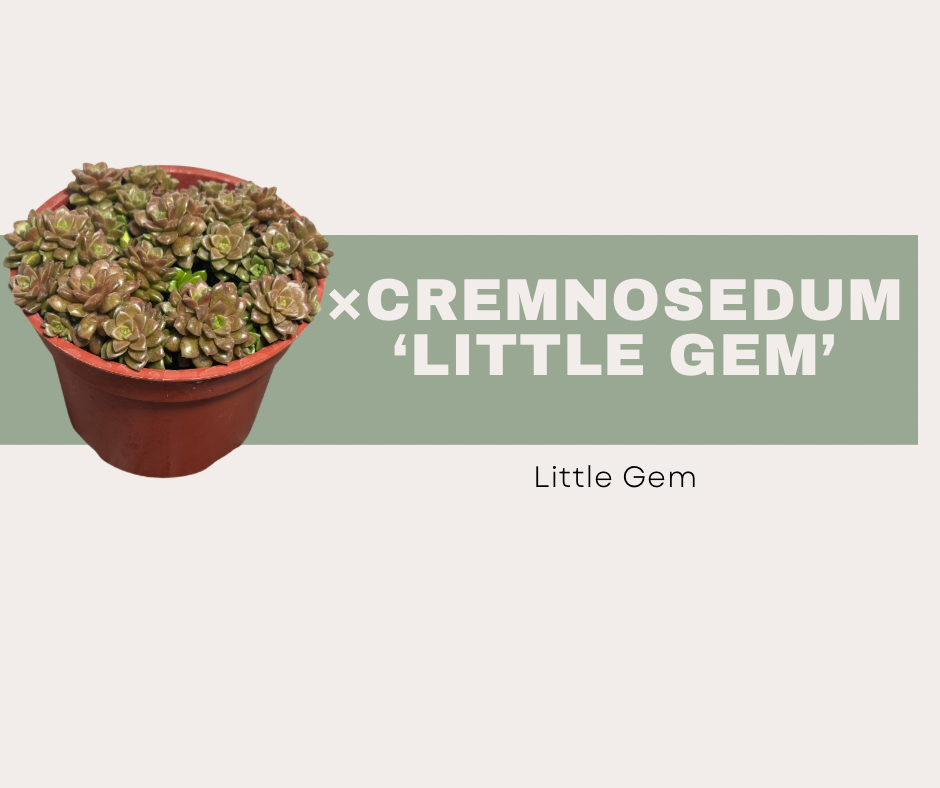 Cremnosedum ‘Little Gem’: How to Care for This Tiny Clustering Succulent