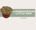 Cremnosedum ‘Little Gem’: How to Care for This Tiny Clustering Succulent