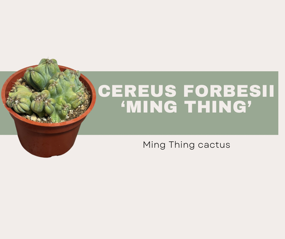 Cereus forbesii monstrose ‘Ming Thing’: How to Care for This Seriously Weird Cactus