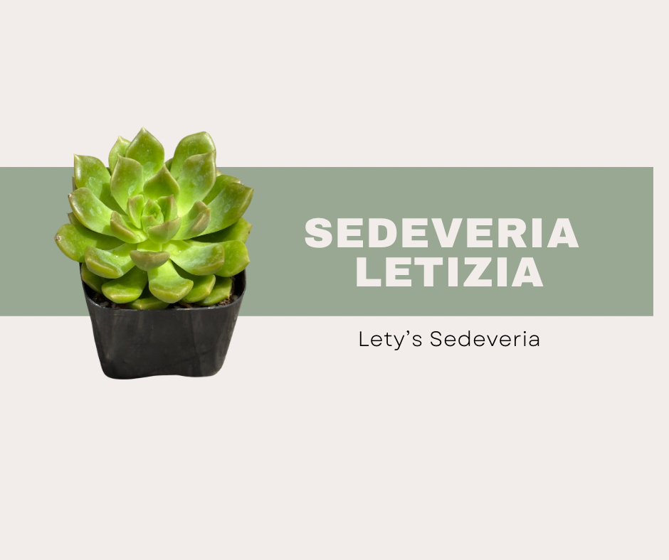 Sedeveria ‘Letizia’: How to Care for This Color-Changing Succulent