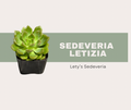 Sedeveria ‘Letizia’: How to Care for This Color-Changing Succulent