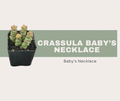Crassula ‘Baby’s Necklace’: How to Care for This Stacking Succulent