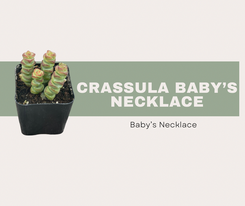Crassula ‘Baby’s Necklace’: How to Care for This Stacking Succulent