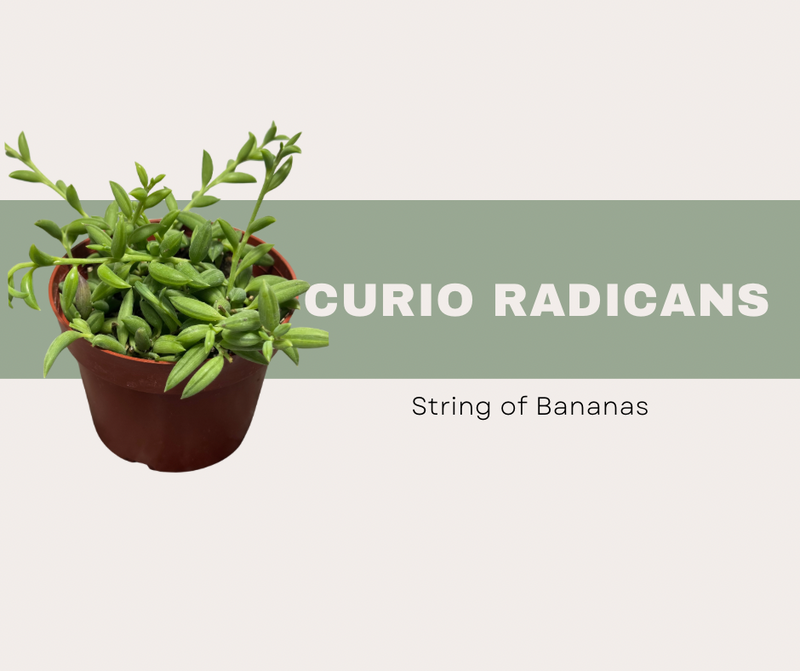 String of Bananas Care Guide