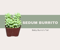 Sedum burrito Care Guide