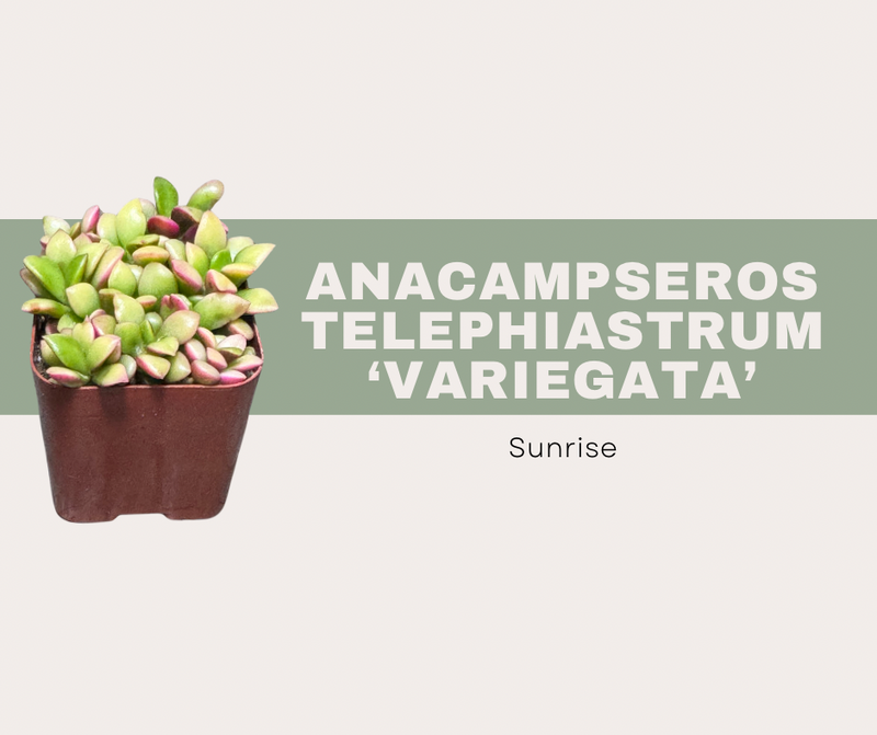 Anacampseros telephiastrum ‘Variegata’ Care Guide