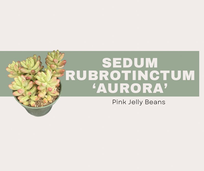 Sedum rubrotinctum ‘Aurora’ (Pink Jelly Beans)