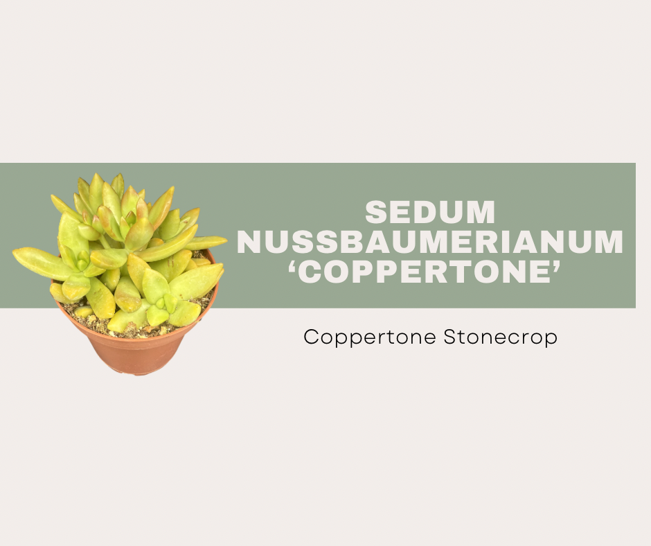 Sedum nussbaumerianum ‘Coppertone’ (Coppertone Stonecrop)