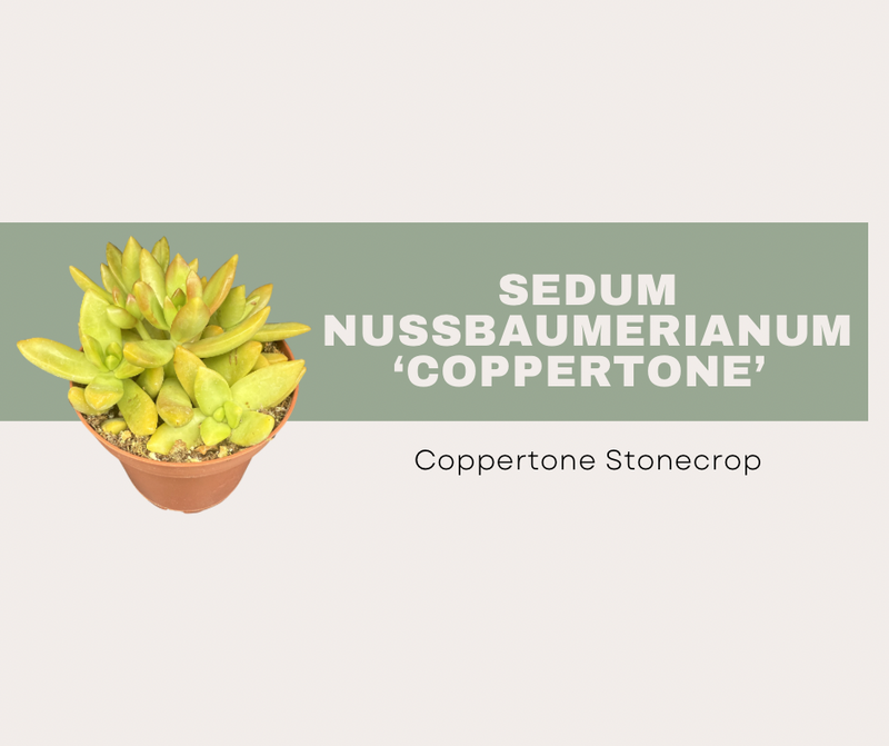Sedum nussbaumerianum ‘Coppertone’ (Coppertone Stonecrop)
