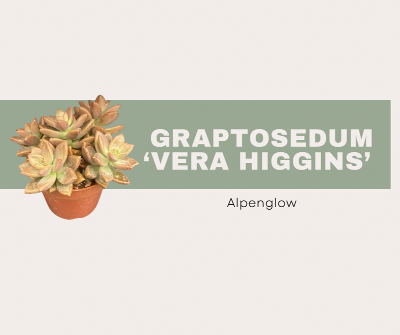 Graptosedum ‘Vera Higgins’ (Alpenglow)