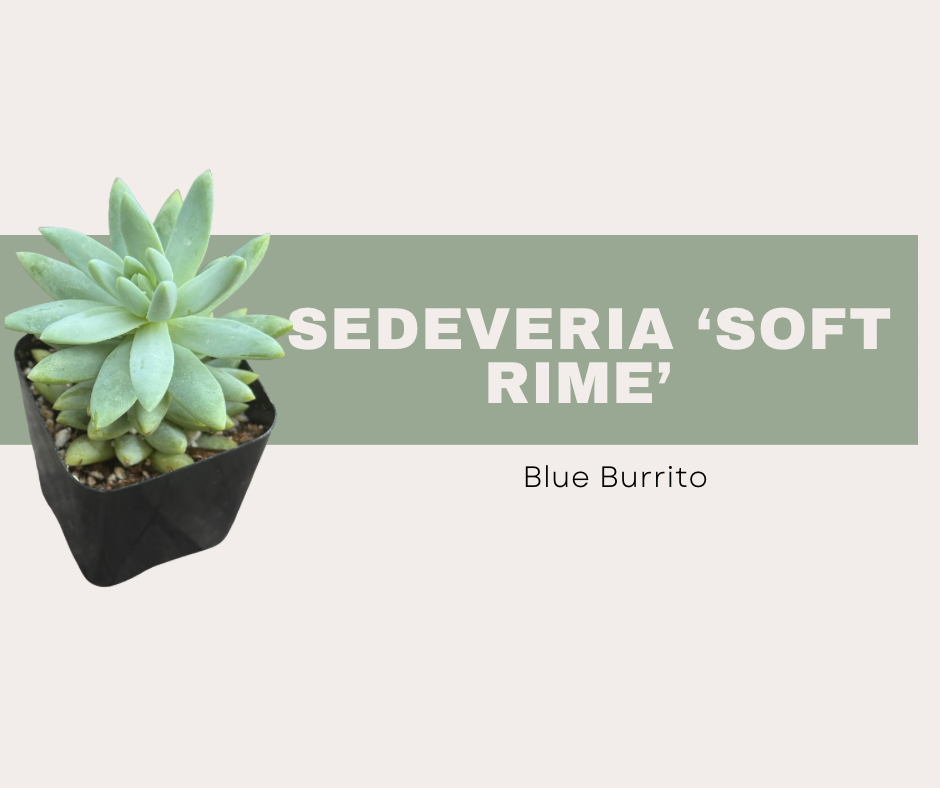 Sedeveria ‘Soft Rime’ Blue Burrito
