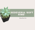 Sedeveria ‘Soft Rime’ Blue Burrito