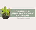 Crassula pubescens ssp. radicans
