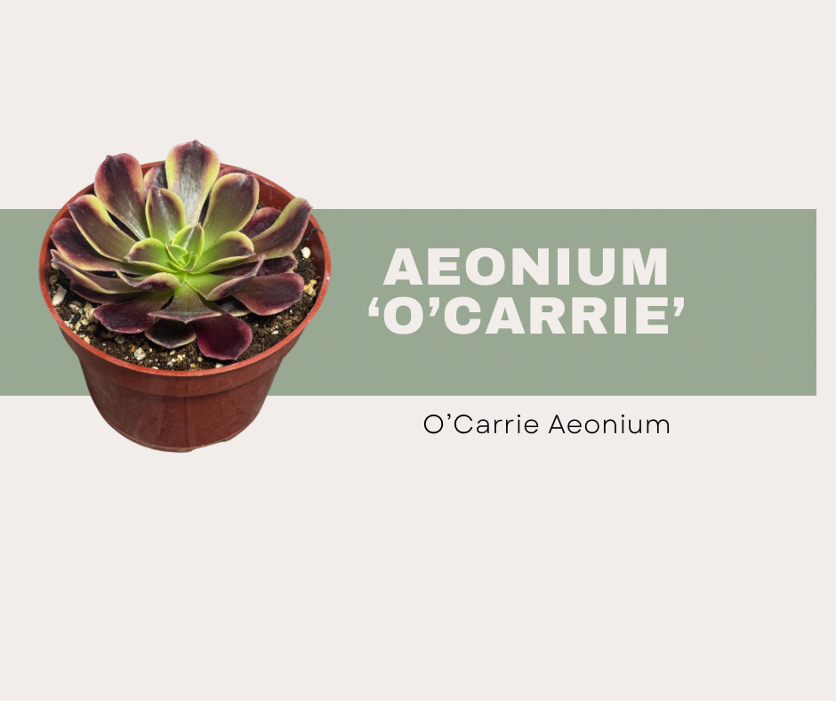 Aeonium ‘O’Carrie’: How to Care for This Color-Changing Succulent