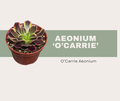 Aeonium ‘O’Carrie’: How to Care for This Color-Changing Succulent