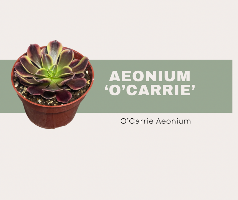 Aeonium ‘O’Carrie’: How to Care for This Color-Changing Succulent