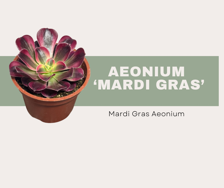Aeonium ‘Mardi Gras’: How to Care for This Color-Changing Succulent