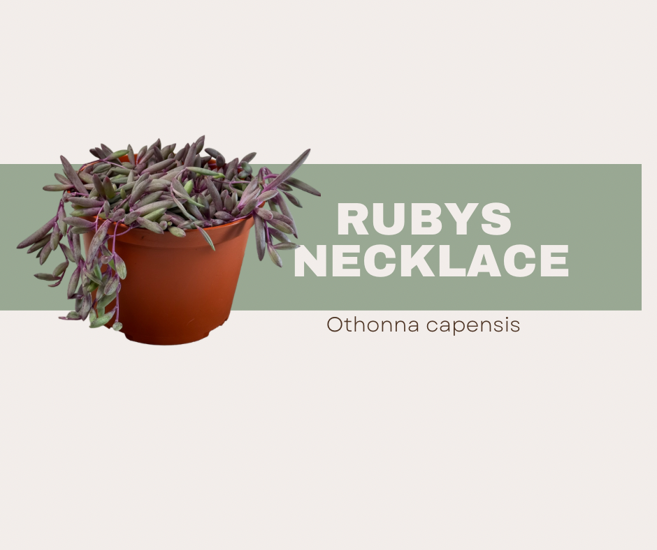 Ruby’s Necklace (Othonna capensis). The statement piece of succulents!💎