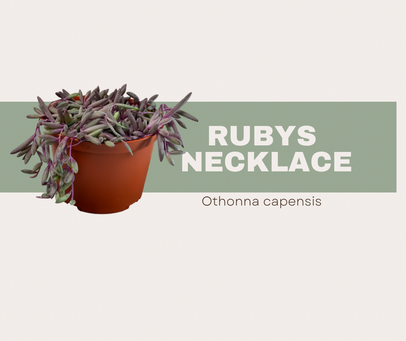 Ruby’s Necklace (Othonna capensis). The statement piece of succulents!💎