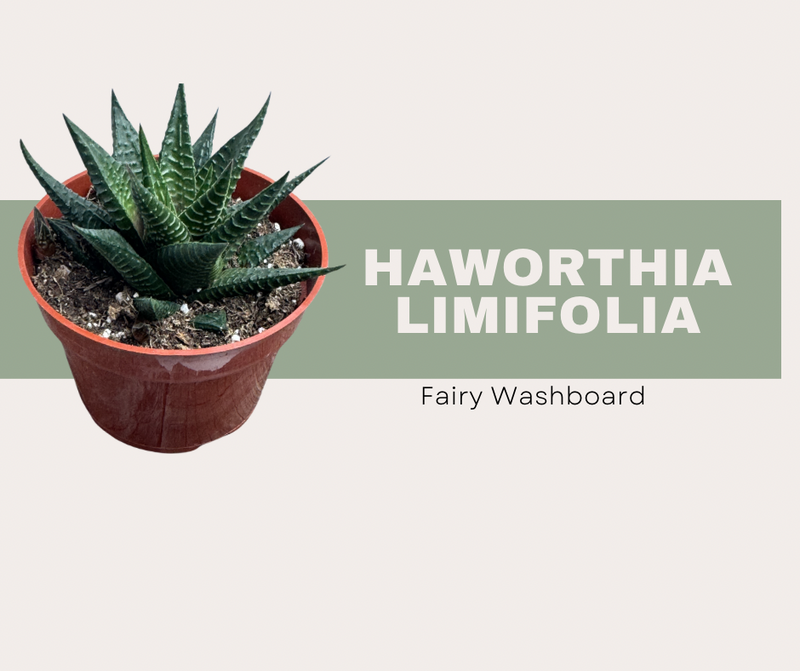 Haworthia limifolia- Fairy Washboard