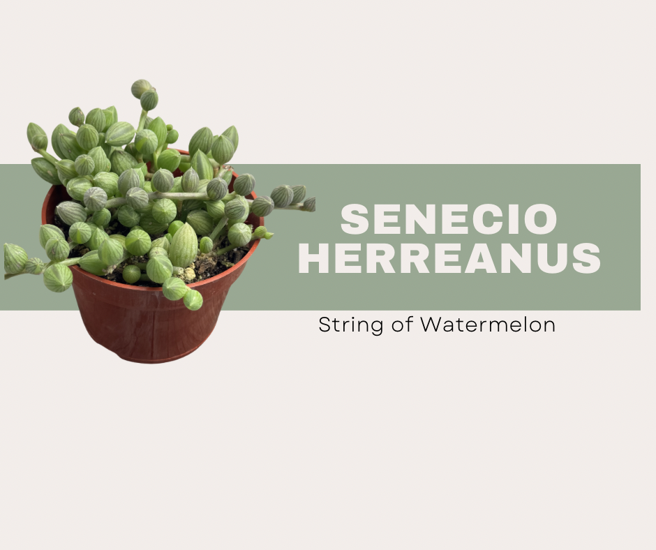 Senecio herreanus -String of Watermelon