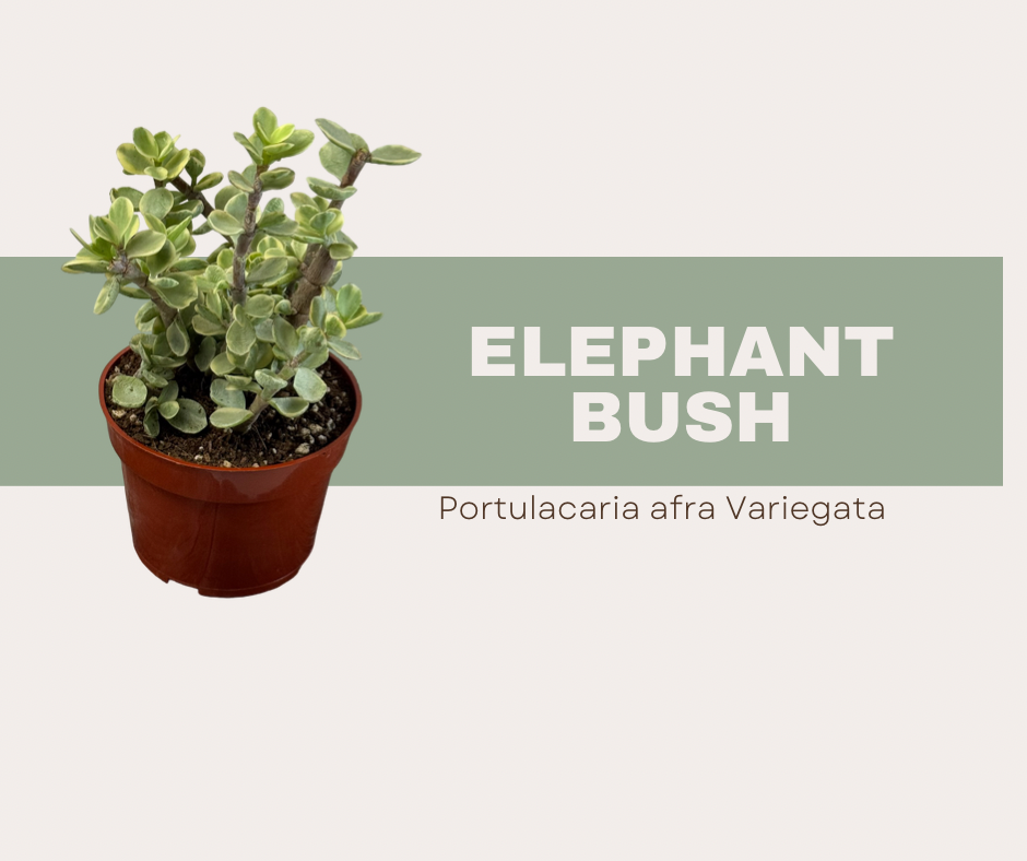 Elephant Bush -Portulacaria afra Variegata- The easy care succulent