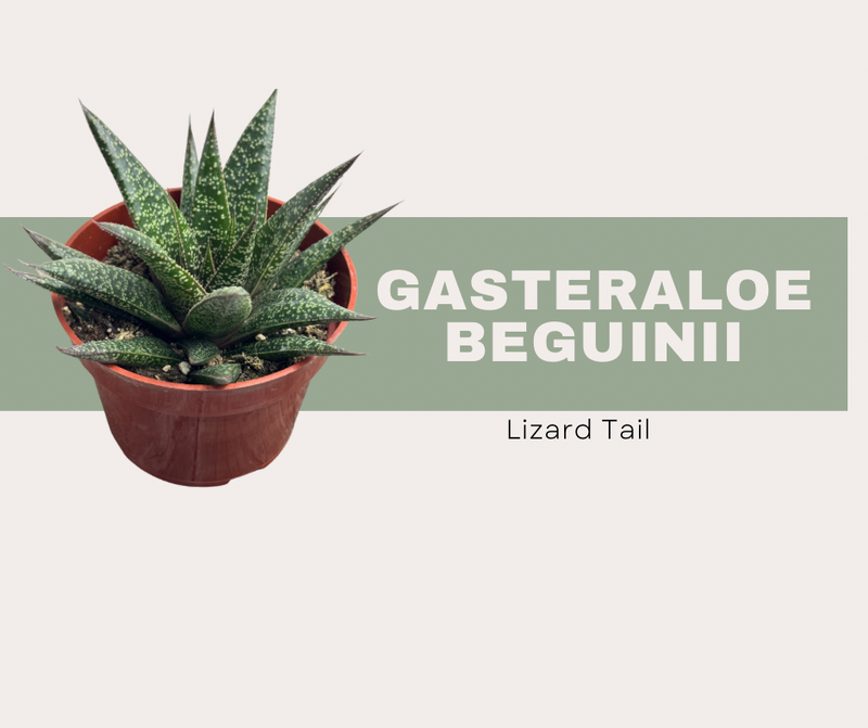 Gasteraloe beguinii- Lizard tail