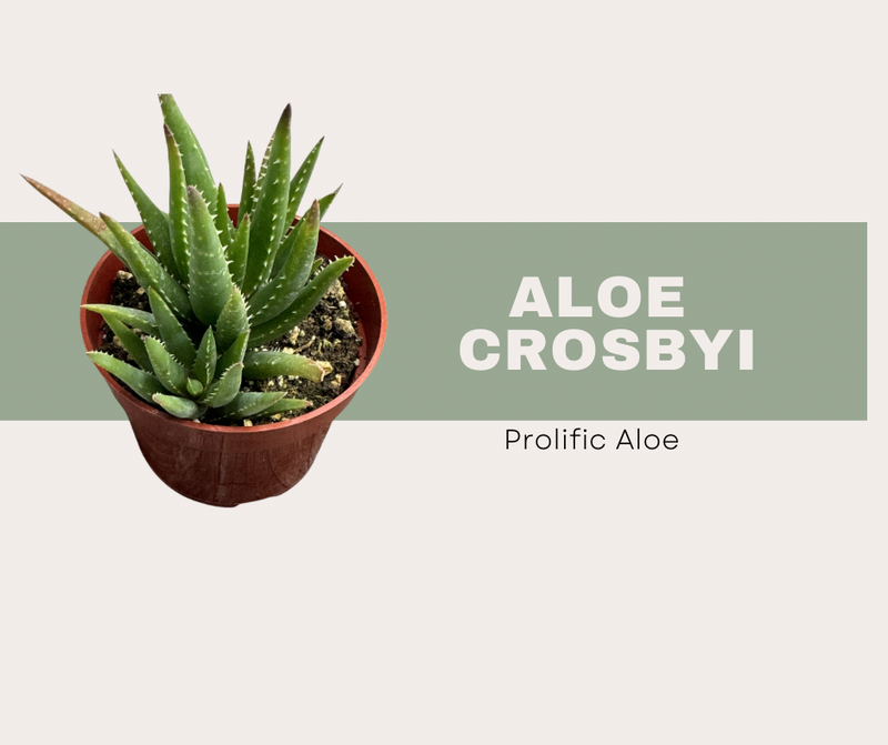 Aloe crosbyi - Prolific Aloe