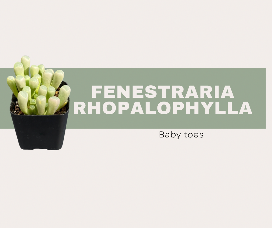 Fenestraria rhopalophylla- Baby toes