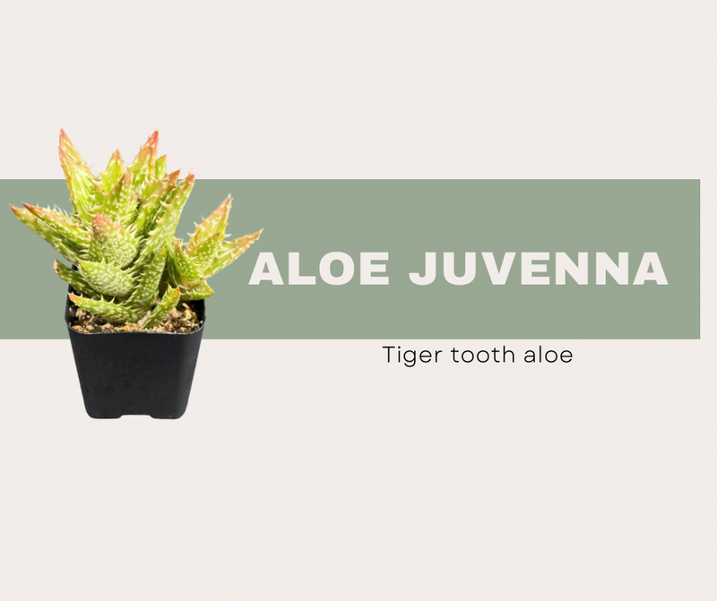 Aloe juvenna- Tiger tooth aloe