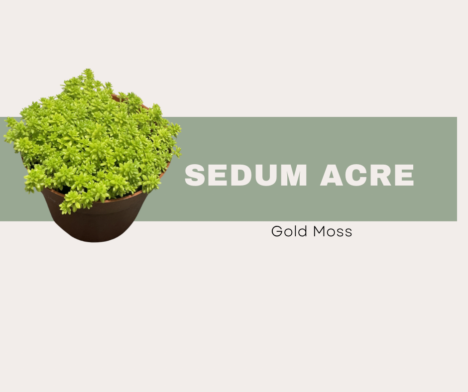 Sedum acre- Gold Moss