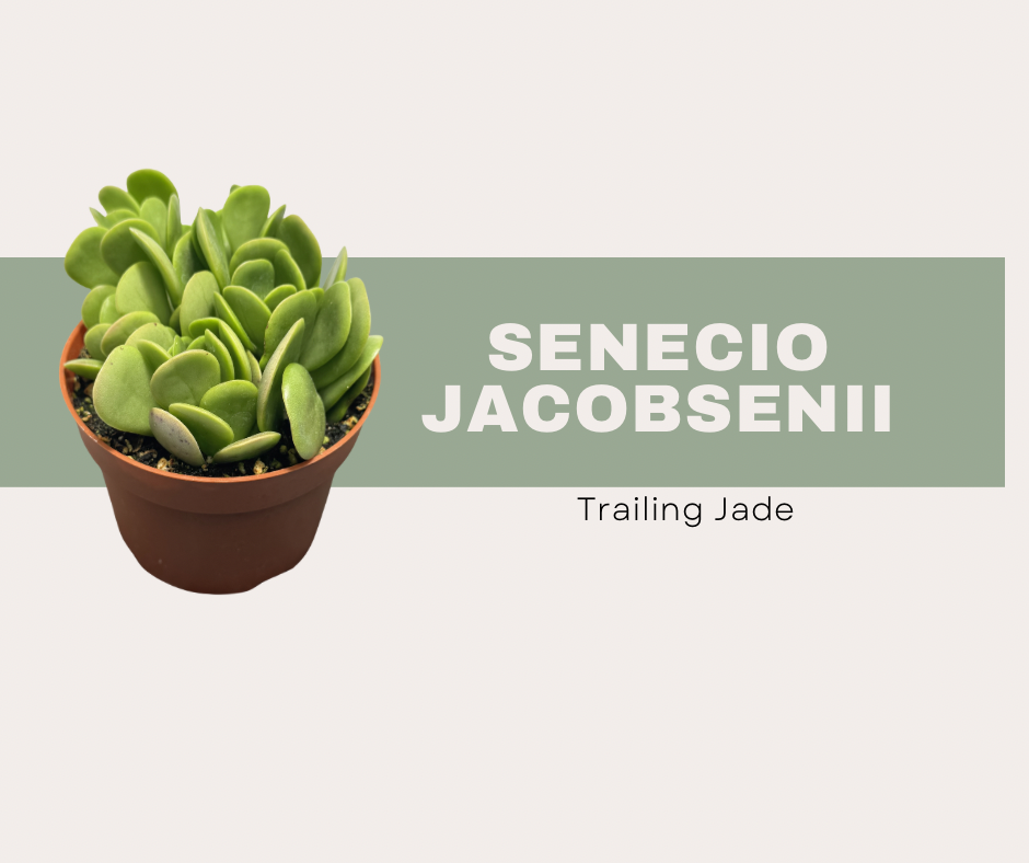 Senecio jacobsenii- Trailing Jade