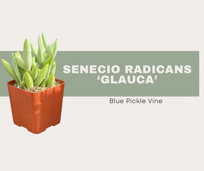 Meet the Blue Pickle Vine: A Trailing Succulent That Grows Fast and Looks Better