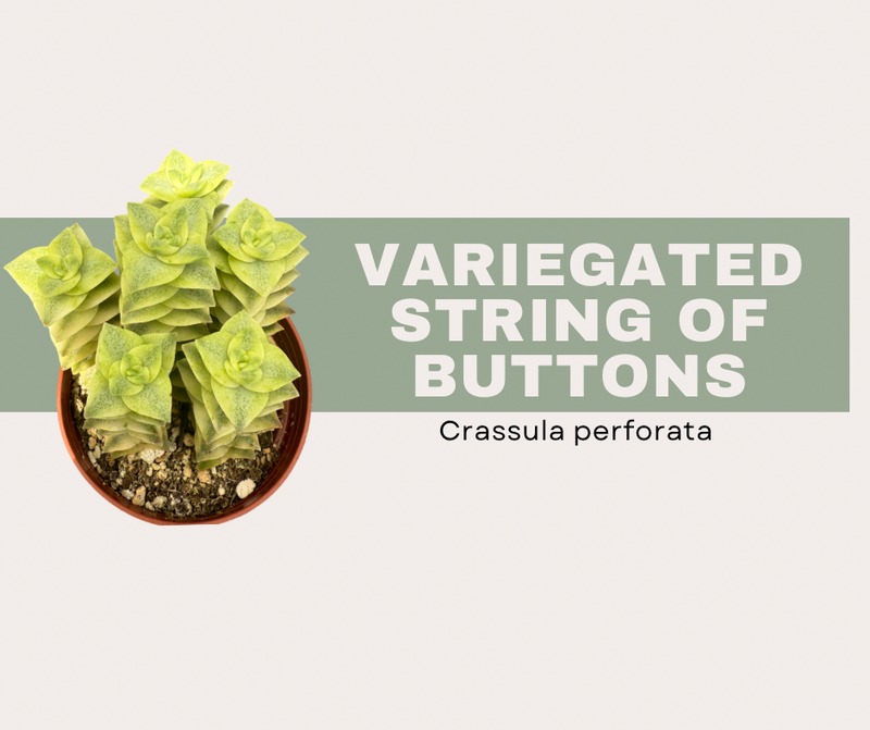 Crassula Perforata Variegata- Variegated String of Buttons