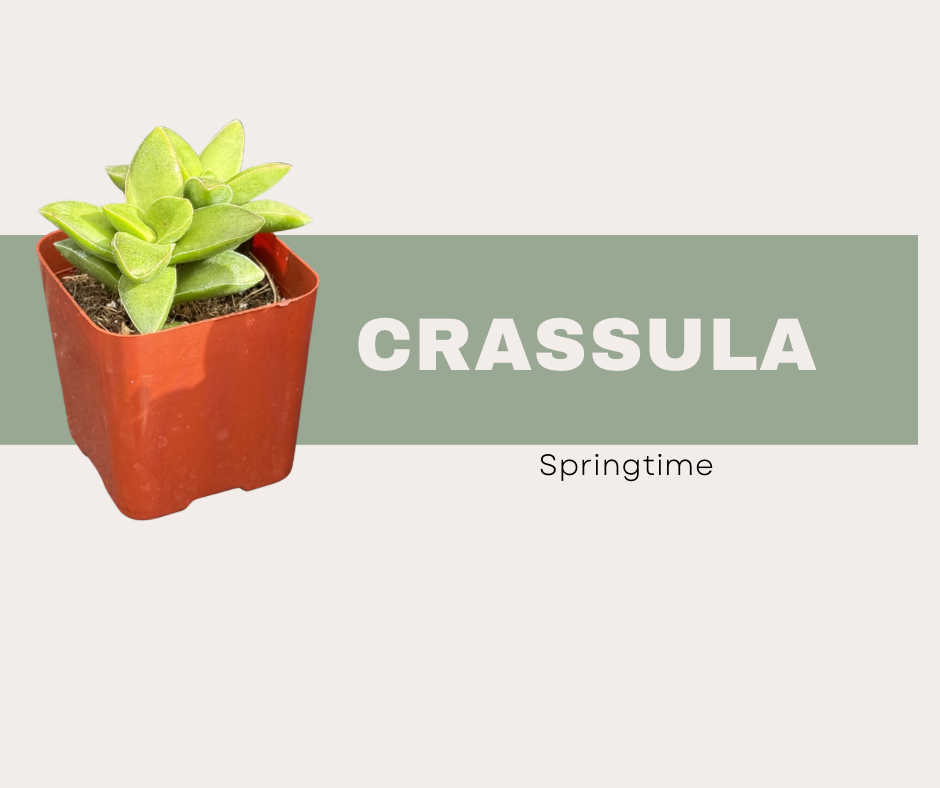 Meet Crassula ‘Springtime’: A Blooming Succulent Worth the Hype